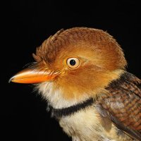 puddi (@puddi) 's Twitter Profile