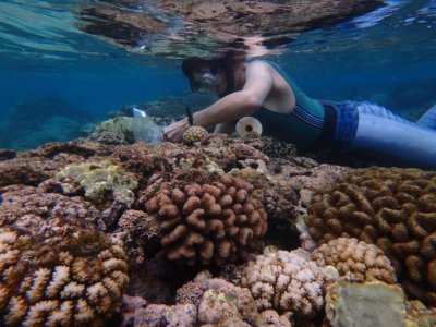 Joint Research Specialist
KAUST Reefscape Restoration Initiative 
Global Change Ecology & Ecological Oceanography Labs
MS @CSUNBIO
She/Her.