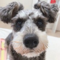 くぅ (@kuu_chan_0109) 's Twitter Profile