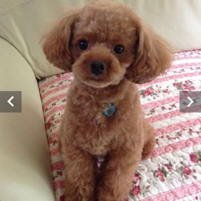 TSREpPckjyG9bv0's profile picture. サッカー