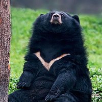 Bear (@maximumbears) 's Twitter Profile