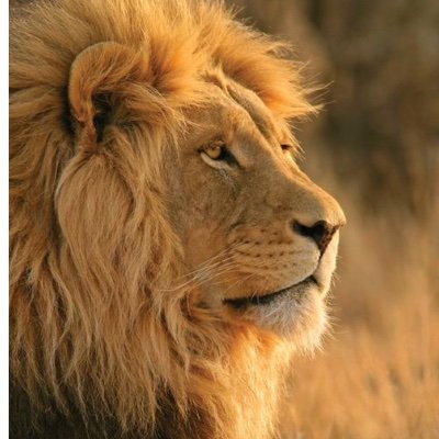 LionHeartAfrica Profile Picture