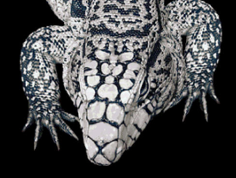 TeguTalk is the #1 pet tegu site on the Internet! Get care tips from the experts! Join us today!