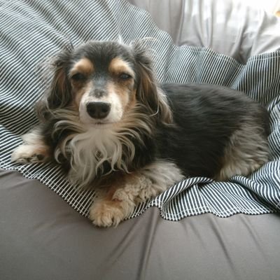 kuromamei's profile picture. フルリモートでFlutter、Typescript、Vue.jsやってます。子供3人。祝脱ワンオペ。Flutterやりたい永遠の職探し。フルリモ、フレックス、副業可希望。