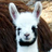 metasyntactic's profile image