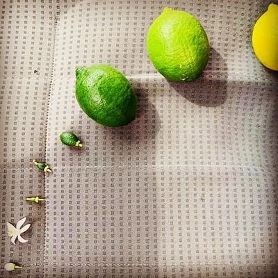 LemonRubick's profile picture. Mirar, escoltar  llegir i pensar.