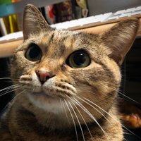 TAKAOKA Masami (@onmostsurfaces) 's Twitter Profile
