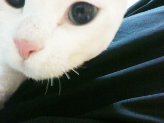 Goyounghee's profile picture. 트위터하는 고양ㅇㅣ