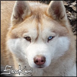 Criadores de Husky Siberiano ¿nuestros cachorros? en https://t.co/sDzwpPZ1u4