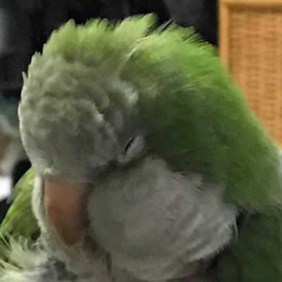 鳥、ゲームが大好き、趣味ローカル線に乗る事の自称インコみたいな人です。今年で16歳になるオキナインコ(コウ、多分雄)を飼ってます。基本はゲーム系(主にウマ娘※チャンミプラチナ21冠)ですが、稀に日常系もツイします。