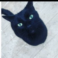 Salem (@spritejo1) 's Twitter Profile