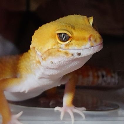 KumanokoYurina's profile picture. 大分民
イルミデミオたん乗り
子牛とポケモンのお世話係(⁠◍⁠•⁠ᴗ⁠•⁠◍⁠)⁠✧⁠*⁠。