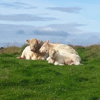 Scotland's finest Assured Park Venison producer UNESCO Biosphere Certified. Safari host. Hill Bull breeder. A House of Shaws