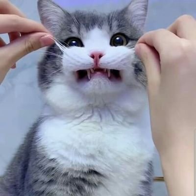 pingさんのプロフィール画像