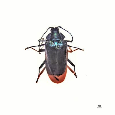 Estudiante de biología 🧪🐞🥼🐚🐜❤️
Amor por los insectos🐜🐞🦟🐝🦋🦗
Fanático de la fotografía y Teatro 😆😅😭🙃