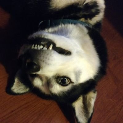 jimmy607's profile picture. enlightened neanderthal