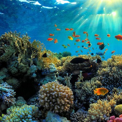 The Great Barrier Reef is DYING! Learn more about it here and how you can help!


Ask me what you can do to help 
and about why the reef is dying!