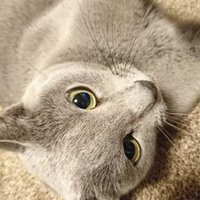 ☆Soul☆ (@souldyed) 's Twitter Profile