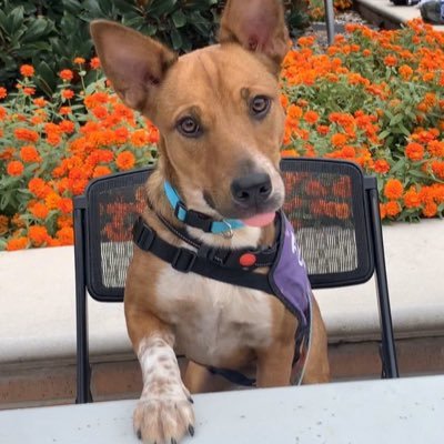 🐶Kats in Support of Shelters🐱 SHSU Student Organization🎓
