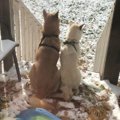 Copper the Wünderhound. Age 10. Bianca the Queen of Shiba. Age 2.