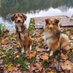 Minnie und Reka (@minniesheltie) Twitter profile photo Minnie und Reka (@minniesheltie) Twitter profile photo