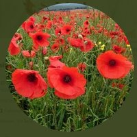 Leentje Faraway Once seen it can't be unseen (@leentje_faraway) 's Twitter Profile Photo