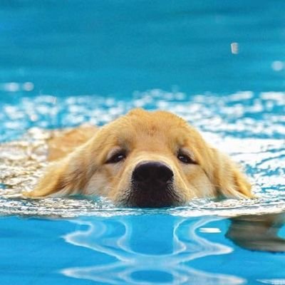 StmacsSwimming Profile Picture