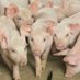 Future Hog Farmer (@hogfuture) Twitter profile photo