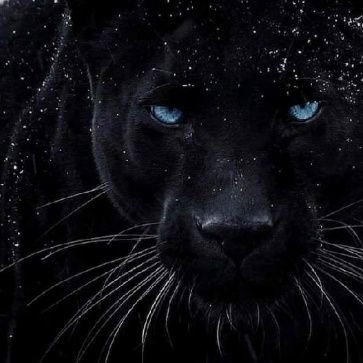 Im a nice friendly, family man who loves people and animals, I'm kind, courageous, cool, fearful, protective and nice that's till I get angry that is hahahaha.