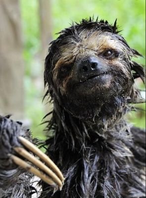 a pessimistic homosexual sloth. perpetually wet.