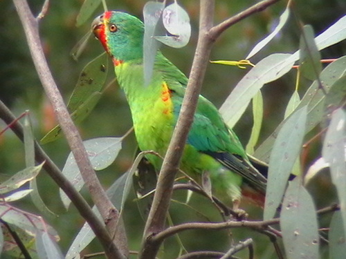 SwiftParrots's profile picture. I have a passion for bird watching