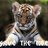 SavingTiger's profile image