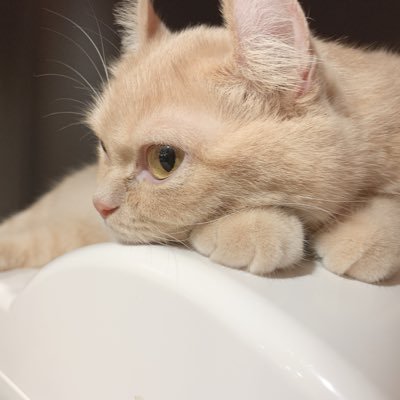 やぎゅーともや。さんのプロフィール画像