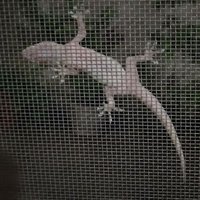Picurucho (@picurucho1) 's Twitter Profile