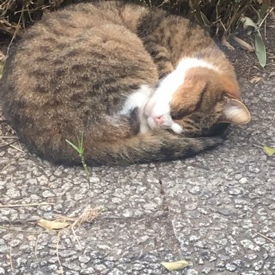 QA6F22RsAvT8ZgT's profile picture. FANZAオススメ動画
同人おすすめ紹介アカ