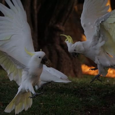 purserj's profile picture. This account is now static.

@purserj@aus.social - Mastodon
@purserj.bsky.social - Bluesky