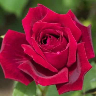 algory_ward's profile picture. ‏‏| ‏مروا مثل فصل الشتاء كونوا مطر كونوا غيوم ، كونوا اشياء تزرع فينا الفرح