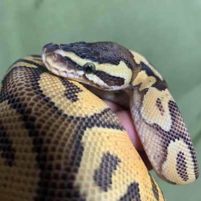 Hamu861186's profile picture. 第一種動物取扱業 静岡県第227624044号 メインはボールパイソン🐍 ボール沼にまだまだ沈み中!