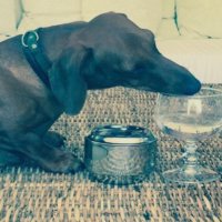 elandaluce (@elandaluce1) 's Twitter Profile