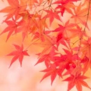 紅葉 On Twitter あらしのよるに 再演期待してます また歌舞伎