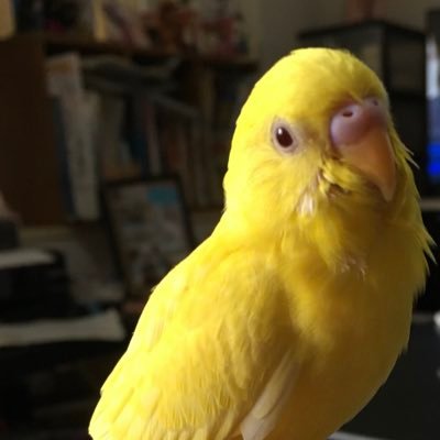 セキセイインコのぷ〜ちゃん7歳と暮らしています🐥 先代のルビーちゃんは2018/8/30に突然虹の橋🌈を渡ってしまいました😭 2024年から精巣膿腫を患い薬を飲んで病と闘っていますがお喋りするのが大好きでそんなぷ〜ちゃんに毎日癒されています🐤よろしくお願いします🤲