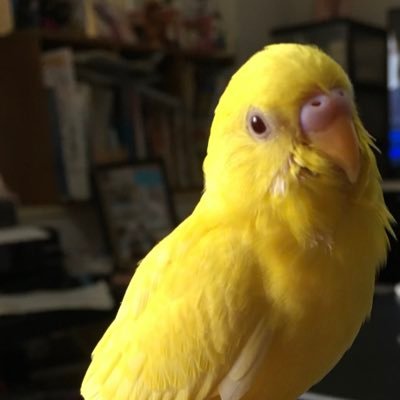 セキセイインコのプーちゃん6歳と家族で暮らしています🐥 先代のルビーちゃんは2018/8/30に突然虹の橋🌈を渡ってしまいました😭 お喋り上手なプーちゃんをよろしくお願いします🤲