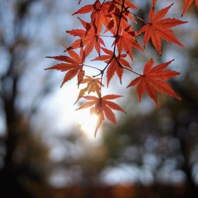 VIPER_ZERO_A's profile picture. こんにちは♪ 風景写真や好きな音楽ネタなどポツポツ呟いてます。無言フォローご容赦下さい。