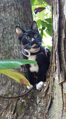 I am a 5yr old adventure cat with vestibular issues and a hunger for adventure. I love climbing trees, camping & hiking