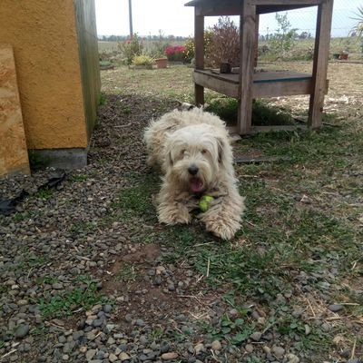 leonardobravog's profile picture. 