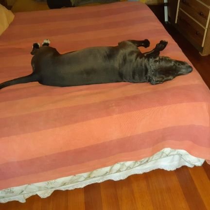 QuirozPedroG's profile picture. 