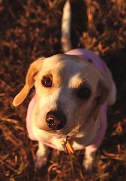 Adopted LabraBeagle; Daughter of a Pulitzer winner, traveler!