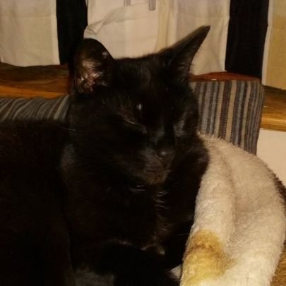 Chief Mouser in Mother Kitty's Shaw taking on the mantle from my beautiful tabby saviour, Toffee. I miss you xxx