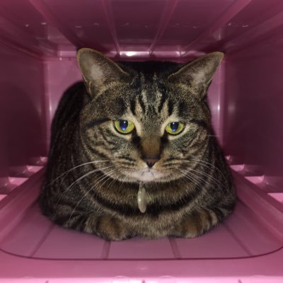 210c86's profile picture. 新潟県出身の愛知県民。ギターと写真とサッカーが好きなおじさん。30代ラストイヤーを楽しんでいます。