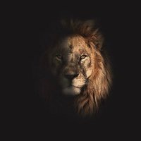 Joaquin (@ibracamara3) 's Twitter Profile